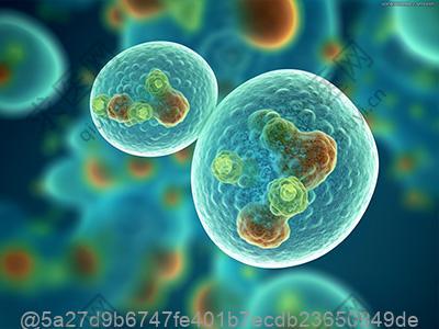 回输之前干细胞可以吃哪些水煮玉米类食物？术前碳水化合物补充方案​