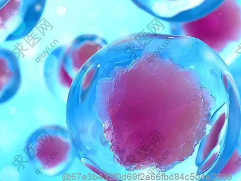 打了干细胞可以吃秋葵吗？高蛋白蔬菜的食用方法​